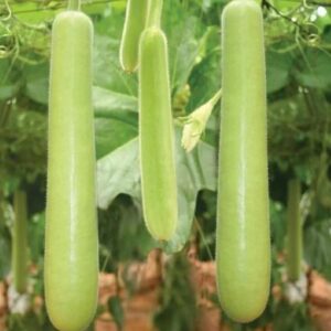 BOTTLE GOURD LONG(SORAKAYA)