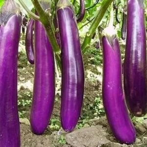 BRINJAL PURPLE LONG DESI