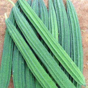 RIDGE GOURD