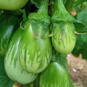 GREEN ROUND BRINJAL DESI