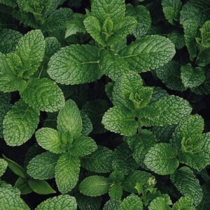 mint leaves